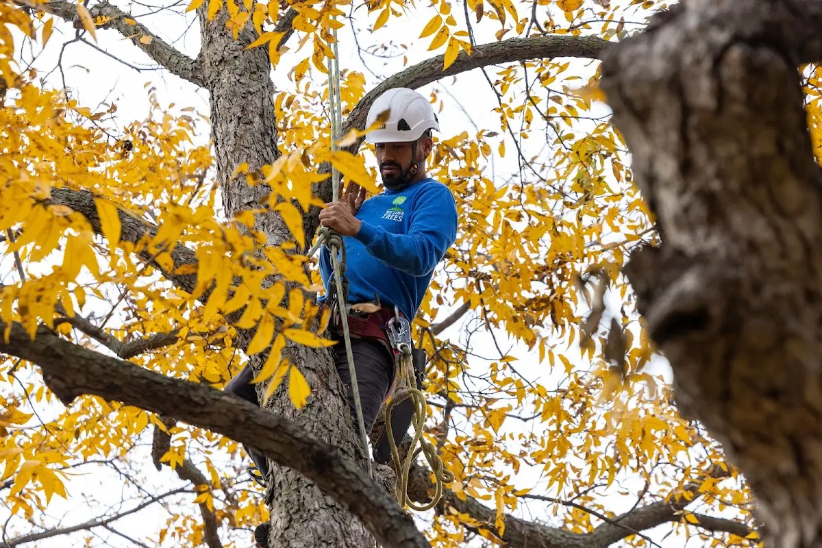 Skilled Tree Planing crew working in Somersville